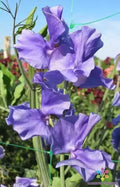 Blue Danube Sweet Pea Seeds - 50+ Pack, Climbing Vine, Fragrant Blue Flowers, Lathyrus odoratus, Organic Garden Seeds