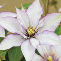 25 Clematis 'Sammi Jo' Climbing Vine Seeds - Pink & White Blooms, Perennial, Garden, Landscape, USA Seller