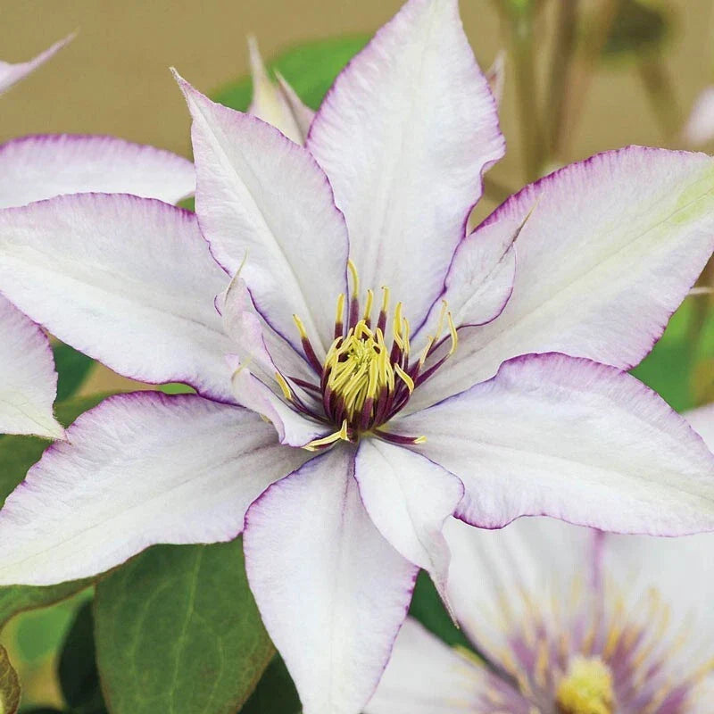25 Clematis 'Sammi Jo' Climbing Vine Seeds - Pink & White Blooms, Perennial, Garden, Landscape, USA Seller