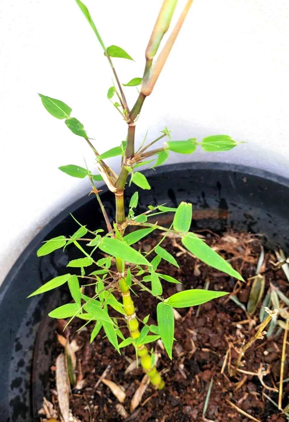 Buddha Belly Bamboo Plant Rhizome 1@9" Clumping Ornamental Grass (ä½›è‚šç«¹) for Landscape Edging