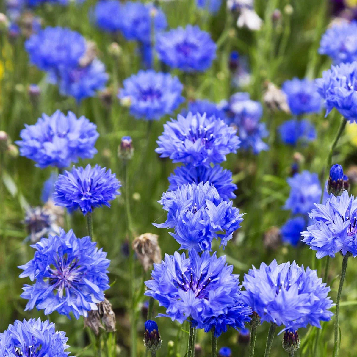 Blue Bachelor Button Cornflower Wildflower Seeds - 1 Lb, Centaurea cyanus, Annual, Garden Ready, Non-GMO, High Germination