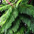 Jacaranda Fern Tree Seeds - Tropical Blue Flowers - Mimosifolia acutifolia - Exotic Garden or Landscape Plant Seeds