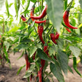 Hot Red Chilli Pepper Seeds – Organic Capsicum annuum – 100 Seeds for Spicy Cooking & Garden Growth