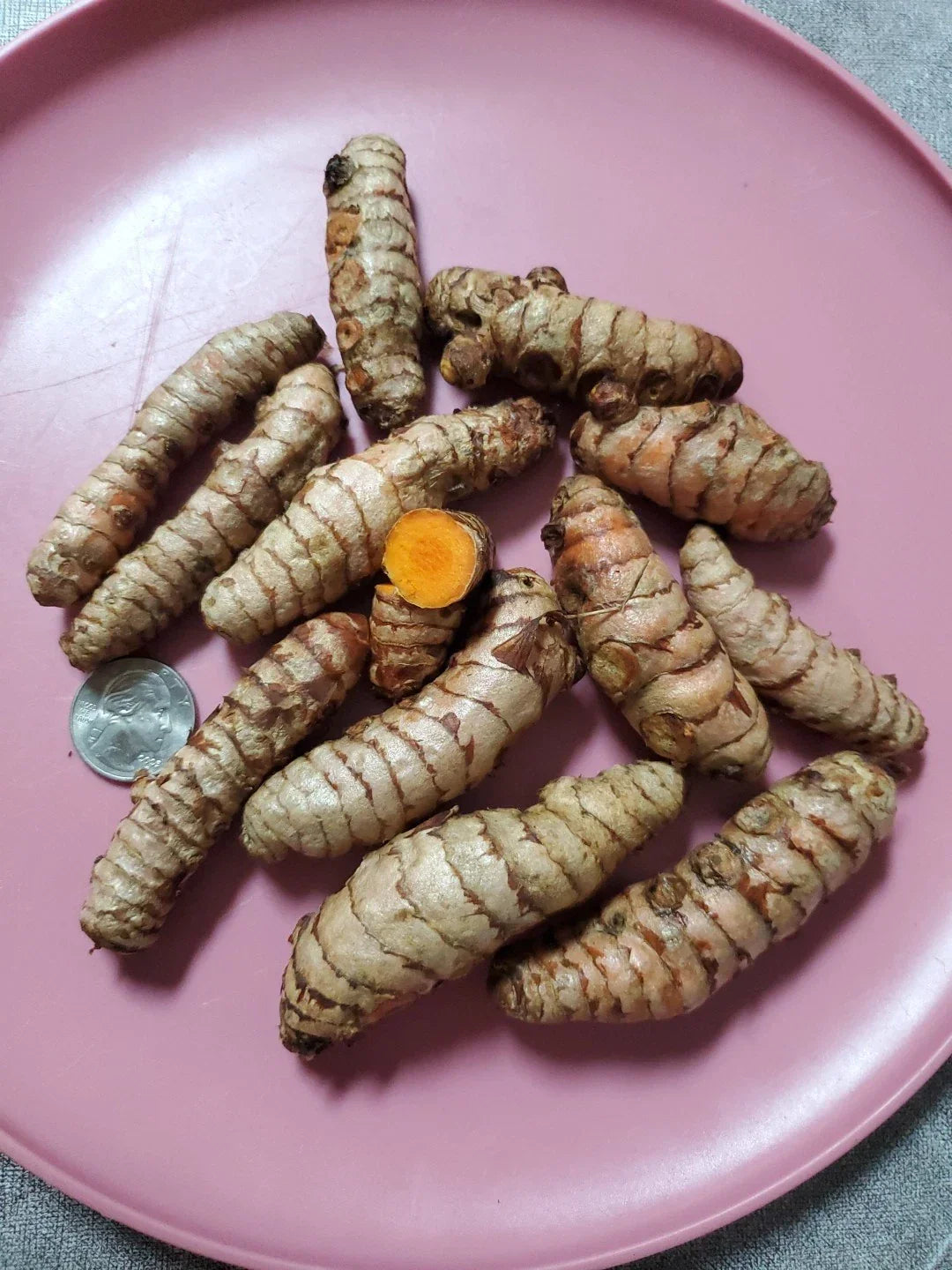 Fresh Turmeric Roots for Growing - Organic Live Roots - Curcuma longa - 8 Ounce Planting Roots