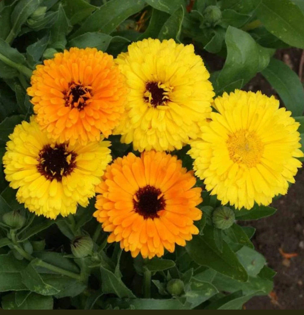 Calendula Seeds Fiesta Gitana Dwarf Mix Edible Heirloom Marigold Flowers 200 Seeds - Calendula officinalis
