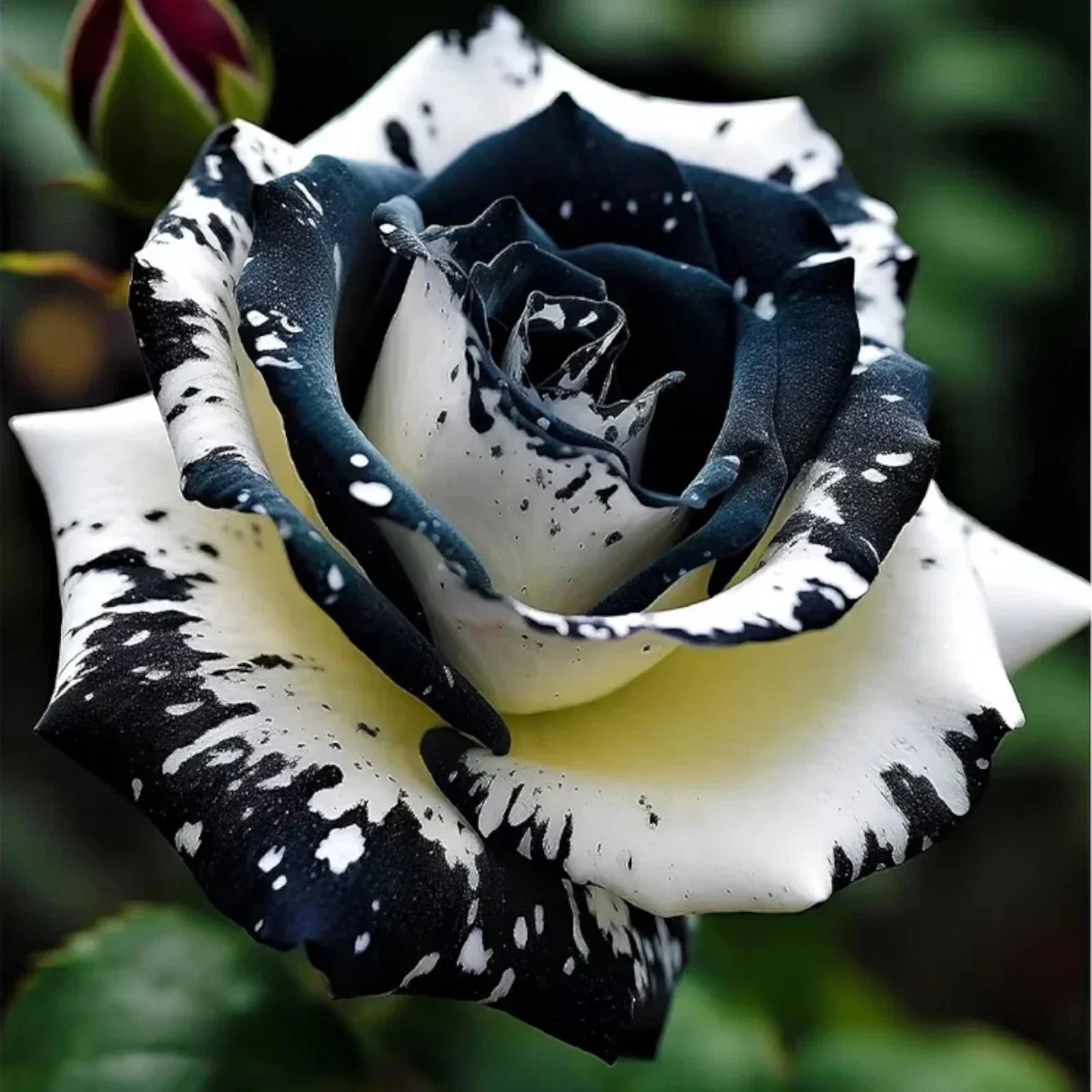 Rare Black & White Rose Seeds - 20 Non-GMO Heirloom Flower Seeds for Garden, Landscaping, and Cut Flowers