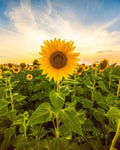 Giant Sunflower Seeds for Planting - Helianthus annuus - Tall Bright Yellow Sunflowers - 5 oz Pack