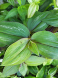 Wandering Jewel Plant - 4" Pot - Flame Dance Tradescantia Zebrina Indoor Houseplant, Trailing Foliage