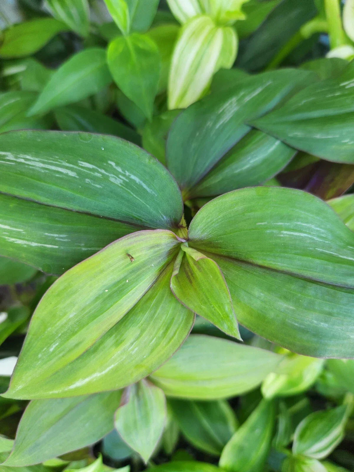 Wandering Jewel Plant - 4" Pot - Flame Dance Tradescantia Zebrina Indoor Houseplant, Trailing Foliage
