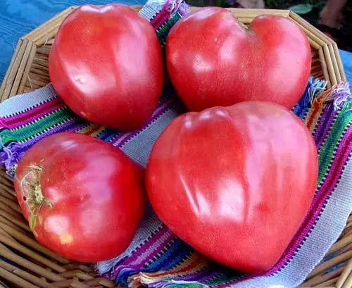 Oxheart Tomato Seeds - Heirloom, Non-GMO, Giant Heart-Shaped Tomatoes, Solanum lycopersicum, for Home Gardens