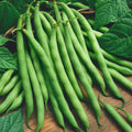 Provider Green Bean Seeds 50+ | Heirloom, Non-GMO, High Yield Bush Vegetable Seeds | Phaseolus vulgaris