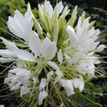 White Queen Spider Seeds - Clome Spinosa Perennial for Bees, Pollinators, Garden Beds & Borders - 100 Pack