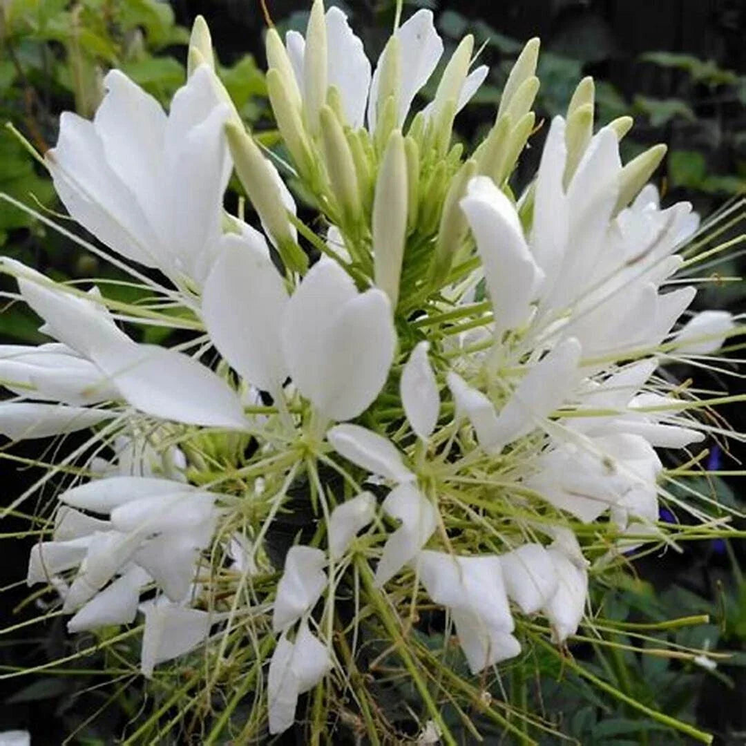 White Queen Spider Seeds - Clome Spinosa Perennial for Bees, Pollinators, Garden Beds & Borders - 100 Pack