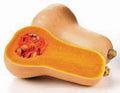 Butternut Squash Seeds 500 Count Heirloom Non-GMO Cucurbita moschata for Organic Gardening