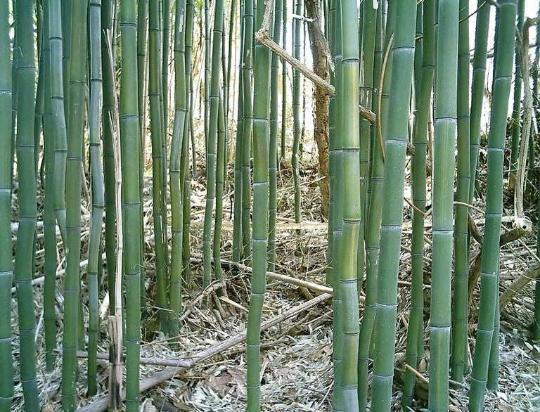 Yellow Groove Bamboo Rhizome Cuttings 3ct, Phyllostachys aureosulcata, Hardy Zone 5, Clumping Bamboo for Privacy & Landscaping