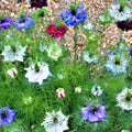 Love in a Mist Flower Seeds 500+ Pack, Nigella damascena, Annual, Persian Jewels Mix, Vibrant Garden Seeds