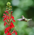 Cardinal Flower Seeds 1000 Non-GMO Lobelia cardinalis Perennial for Wet Areas, Hummingbird Attractant