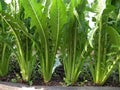 Catalogna Emerald Endive Seeds - NON-GMO Chicory, Italian Dandelion, Organic Heirloom Seeds for Salad Greens and Gourmet Cooking