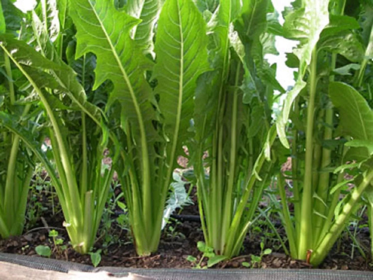 Catalogna Emerald Endive Seeds - NON-GMO Chicory, Italian Dandelion, Organic Heirloom Seeds for Salad Greens and Gourmet Cooking