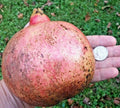 12 Pomegranate Wonderful Tree Cuttings - Rooting Grafting Scions Punica granatum