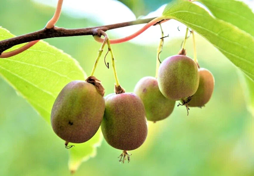 Hardy Polar Arctic Kiwi Cuttings - 6 Unrooted Actinidia Arguta Climbing Vine, Seedless, 6-7 Inches