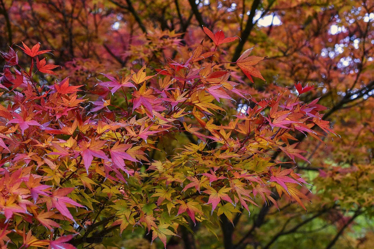 Japanese Maple Cuttings - 15 Fresh 8-12 Inch Acer palmatum Plants