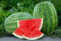 Seedless Watermelon Seeds - Secretariat Variety, 50+ USA Grown Citrullus lanatus, for Home Gardens & Summer Harvest