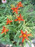Organic Red Daylily Root Fans - Sammy Russell Hemerocallis 'Sammy Russell' - Late Blooming Perennial, Vibrant Red Flowers