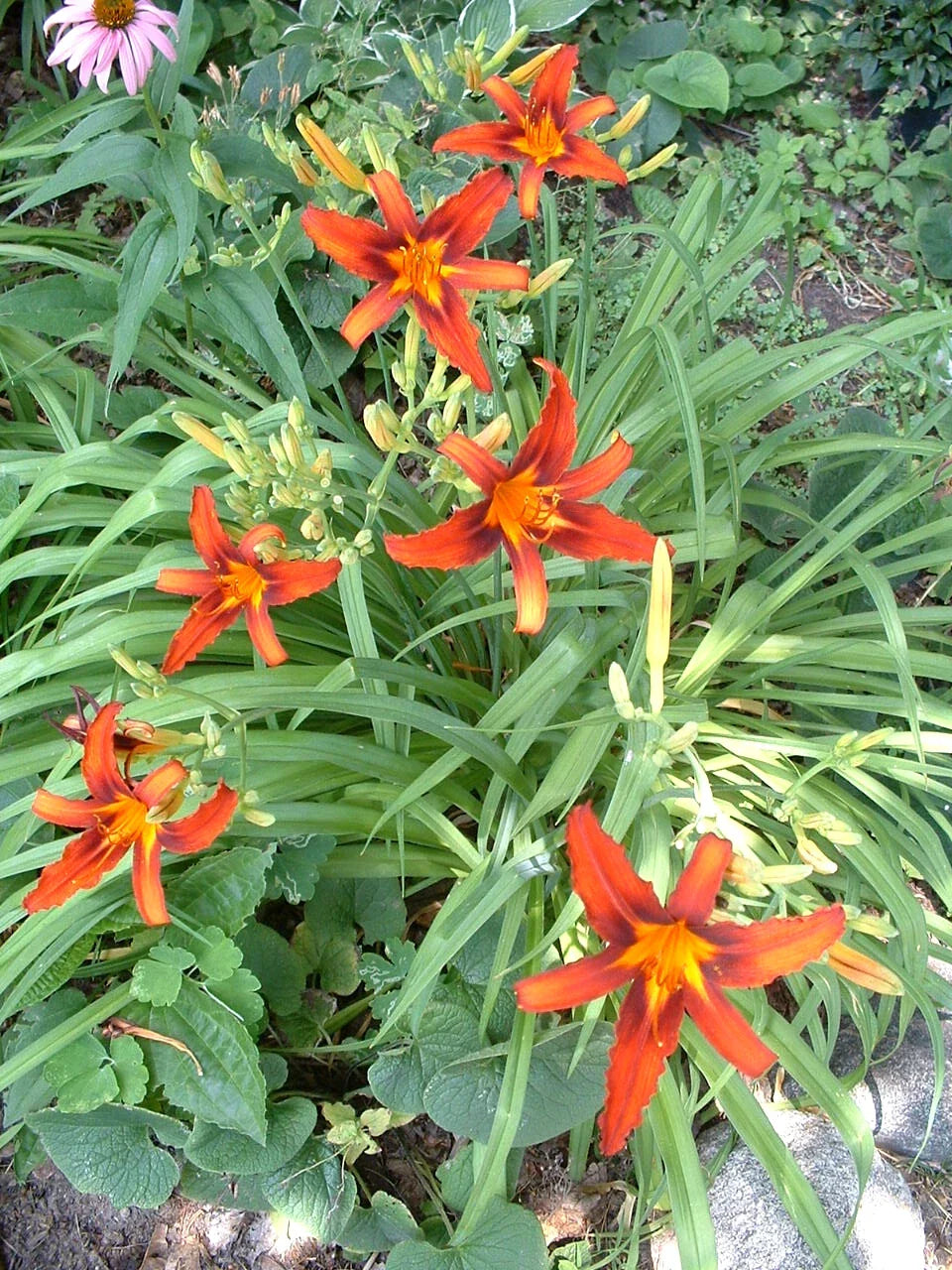 Organic Red Daylily Root Fans - Sammy Russell Hemerocallis 'Sammy Russell' - Late Blooming Perennial, Vibrant Red Flowers