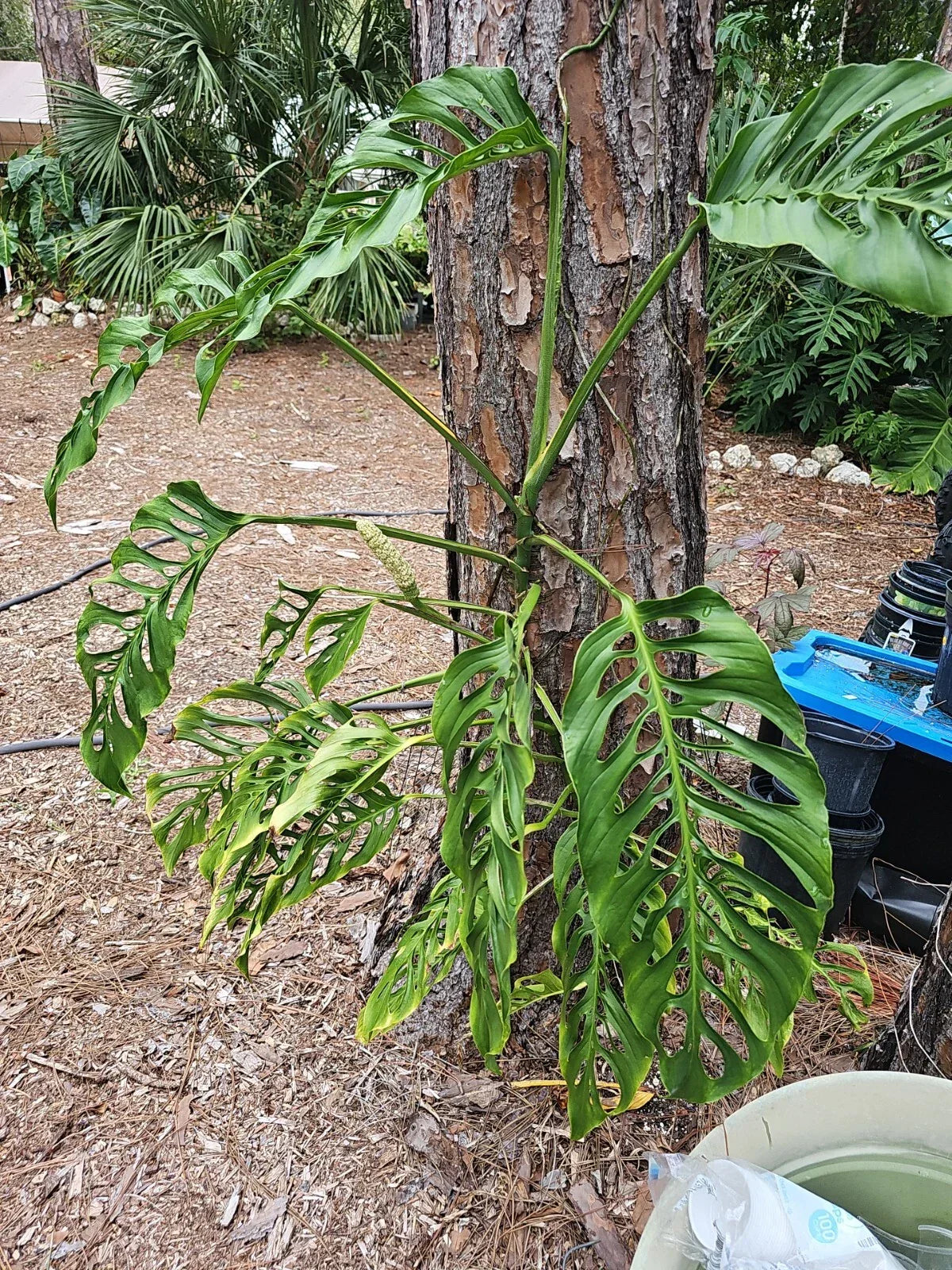 Monstera Adansonii Cuttings - 3 Node Unrooted Propagation Plant - Swiss Cheese Monstera, Indoor Jungle, Houseplant