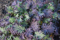 Red Russian Kale Seeds - NON-GMO Ragged Jack Variety, Heirloom, Antioxidant-Rich, Edible Greens, Brassica napus