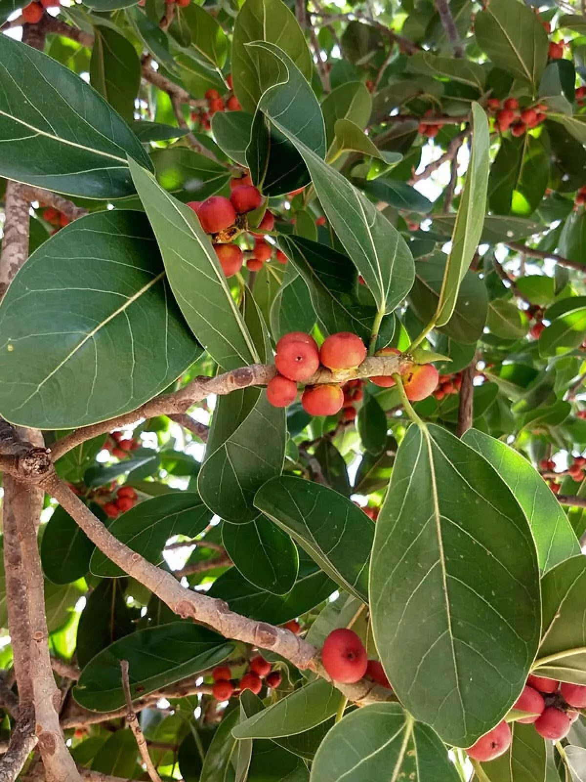 Banyan Fig Seeds - 50+ Ficus benghalensis for Indoor & Outdoor Gardening, Bonsai, Deciduous Tree