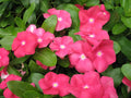 Vinca Sunsplash Cherry Seeds 100 Pack - Catharanthus roseus, Bright Cherry Flowers, Drought-Tolerant, Full Sun, Garden Seeds