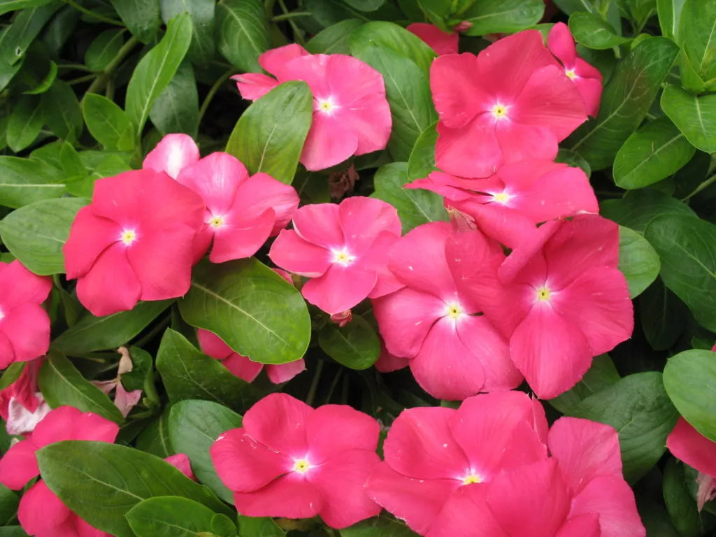 Vinca Sunsplash Cherry Seeds 100 Pack - Catharanthus roseus, Bright Cherry Flowers, Drought-Tolerant, Full Sun, Garden Seeds