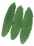 Bitter Gourd Seeds Futo Spindle Heirloom Non-GMO Gardening Seeds for Home Growers Cucurbita max
