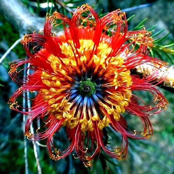 Rare Lantern Fireworks Tree Seeds - Banksia ericifolia 'Little Eric' - Unique Australian Flowering Tree Seeds