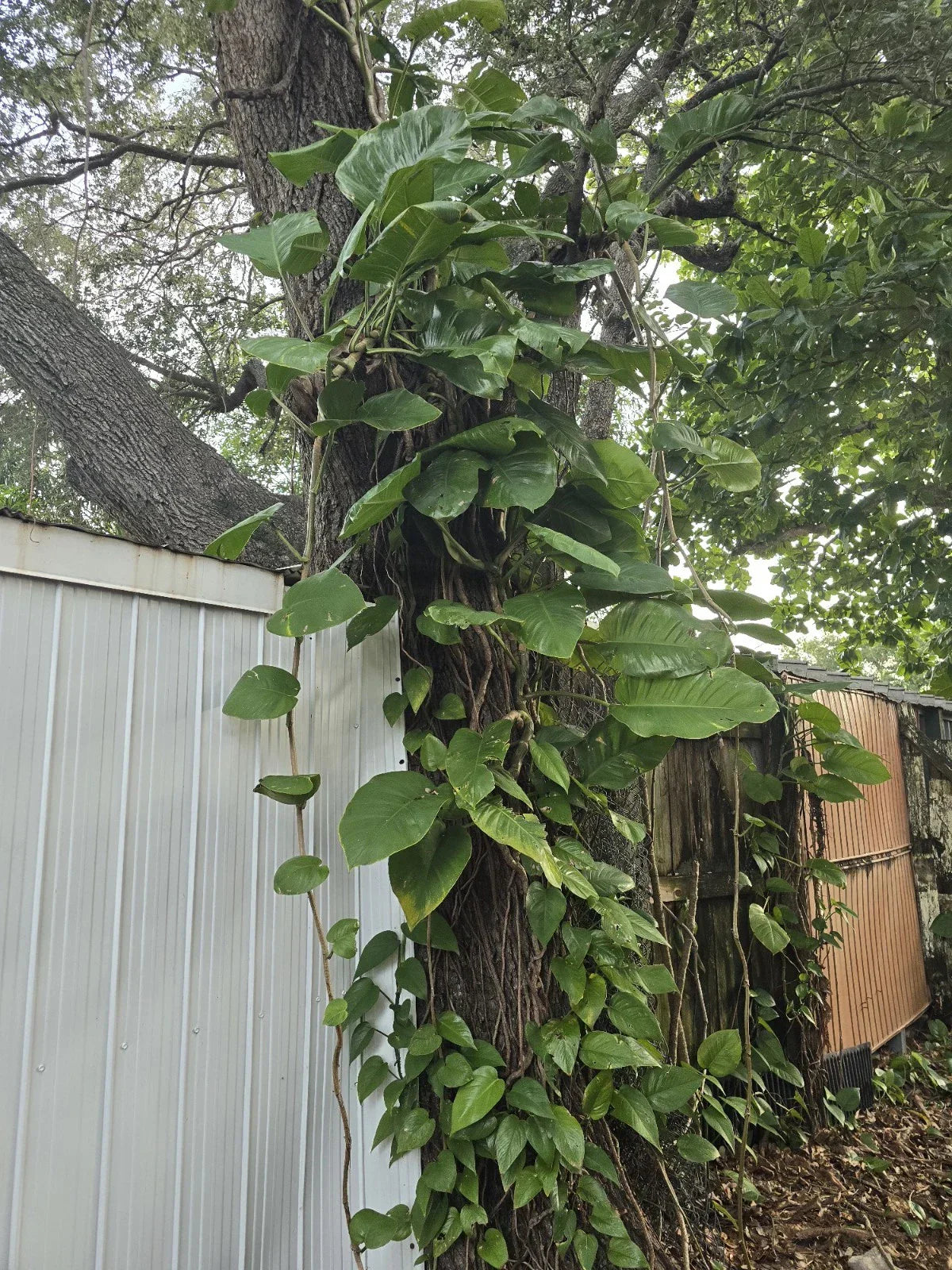 Giant Green Pothos Cuttings 6-8 Inches, Taro Vine, Single Leaf, Epipremnum aureum Indoor Plant Propagation