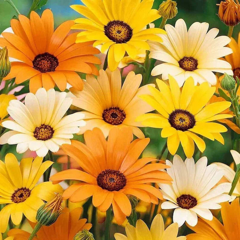 African Daisy Seeds - Organic Mix 200 - Arctotis spp. - Vibrant Colors for Garden Beds & Containers