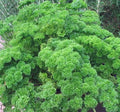 Heirloom Moss Curled Parsley Seeds, Non-GMO, Petroselinum crispum, Culinary Herb, 25+ Seeds for Organic Gardening
