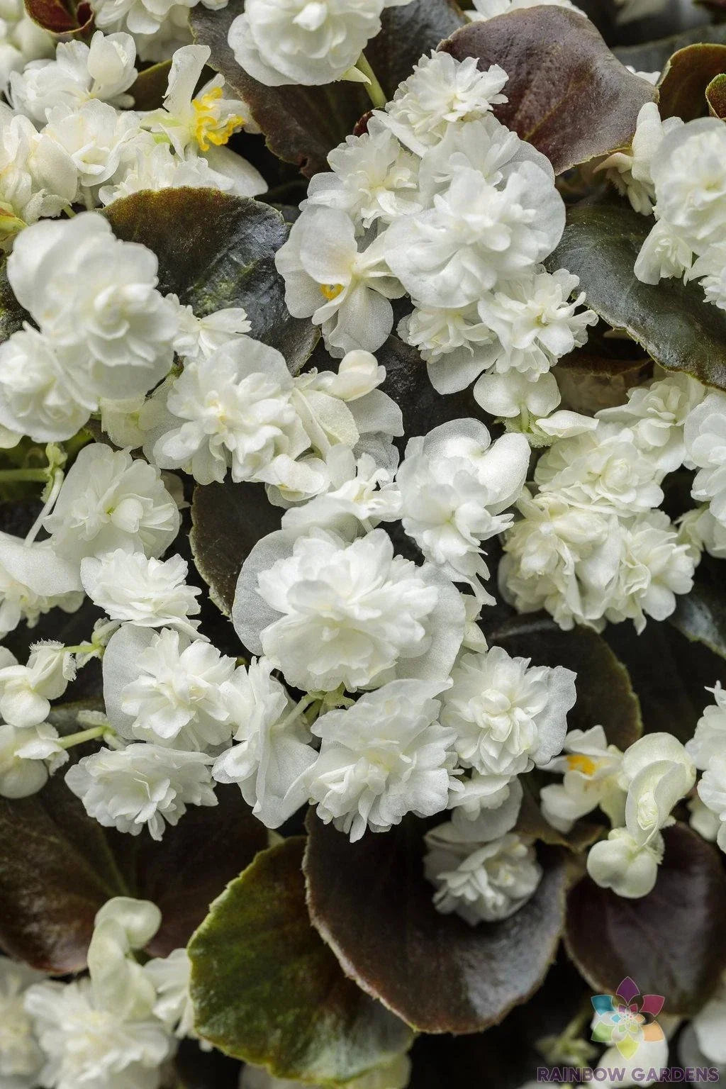 25+ Double Up White Begonia Seeds for Garden Planting - Begonia x tuberhybrida, White Blooms, Annual, Drought Tolerant, USA Grown
