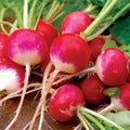 Radish Seeds Pack - Sparkler Heirloom Non-GMO Raphanus sativus, Vegetable Garden, 200 Seeds