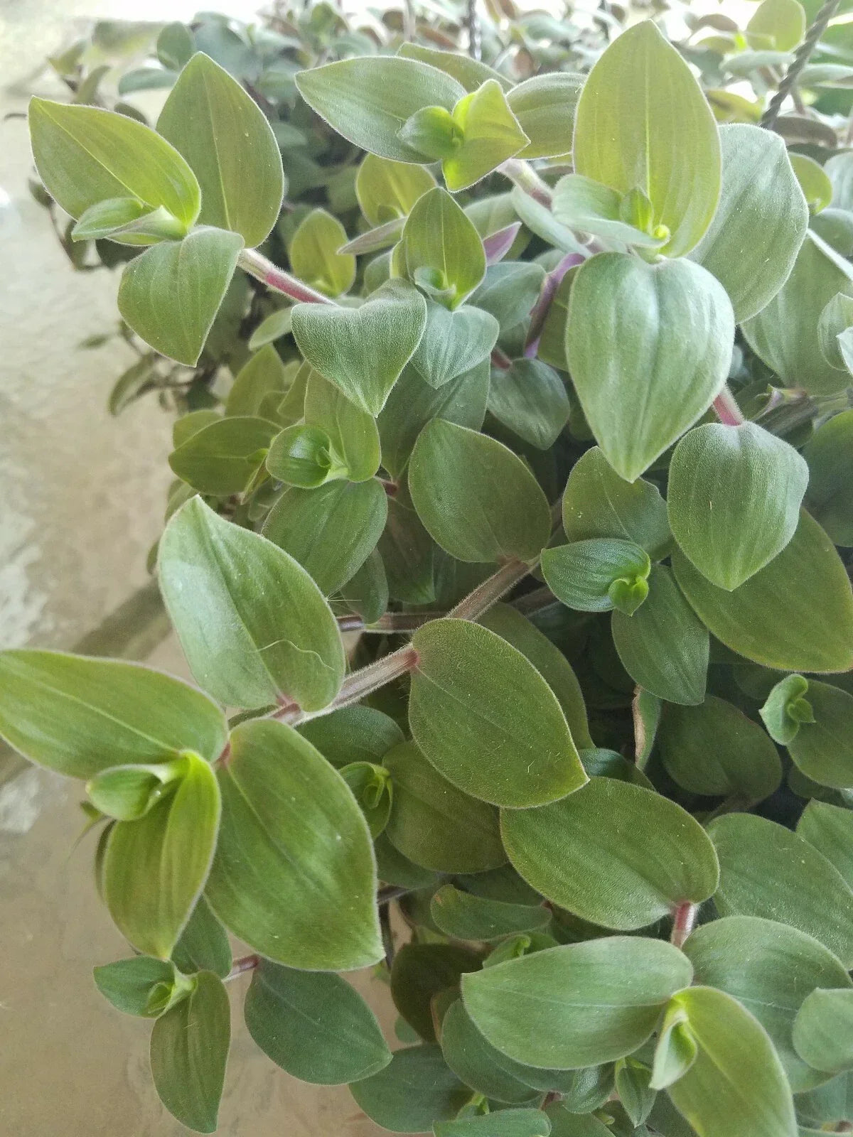 Baby Bunny Bellies Tradescantia - 4" Basket - Wandering Jew - Fast-Growing Houseplant - Speedy Jenny