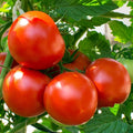 Oregon Spring Tomato Seeds - 50+ Determinate Vegetable Seeds for Container Gardening Lycopersicon esculentum
