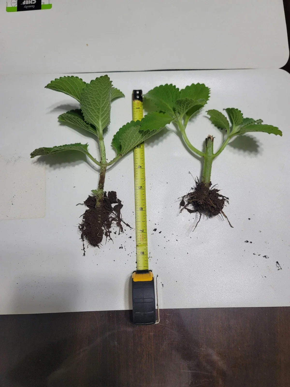 Live Plant Cuban Oregano 2-Pack - Mexican Mint, Spanish Thyme - Plectranthus amboinicus