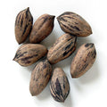 Northern Sweet Pecan Tree Seeds – Edible Nuts, Hardy Zone 5, Carya illinoinensis, Deciduous, 5 Seeds Pack