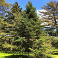 Balsam Fir Tree Seeds - Abies Balsamea - Evergreen Conifer for Reforestation & Landscaping - 2025 Planting