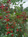 Live Small Vine Cherry Tree Plant - Dwarf Variety for Containers, Edible Fruit, Self-Pollinating, Prunus avium