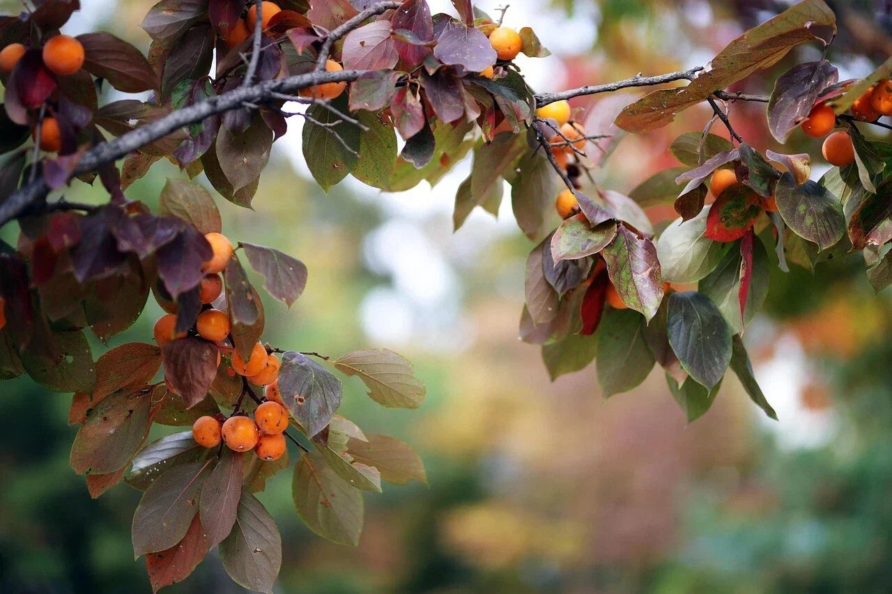 Japanese Persimmon Tree Seeds - Diospyros Kaki - Hardy Fruit Plant for Garden, Orchard, Pot