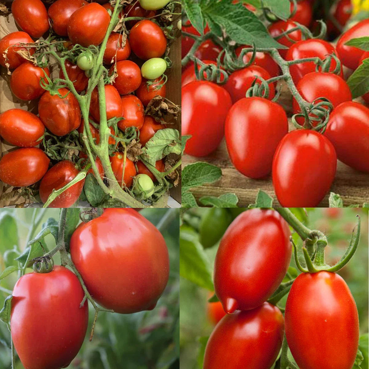 Canning Tomatoes Mix Heirloom Paste & Sauce Varieties Non-GMO Seeds - Solanum lycopersicum, Indeterminate, 100 Seeds