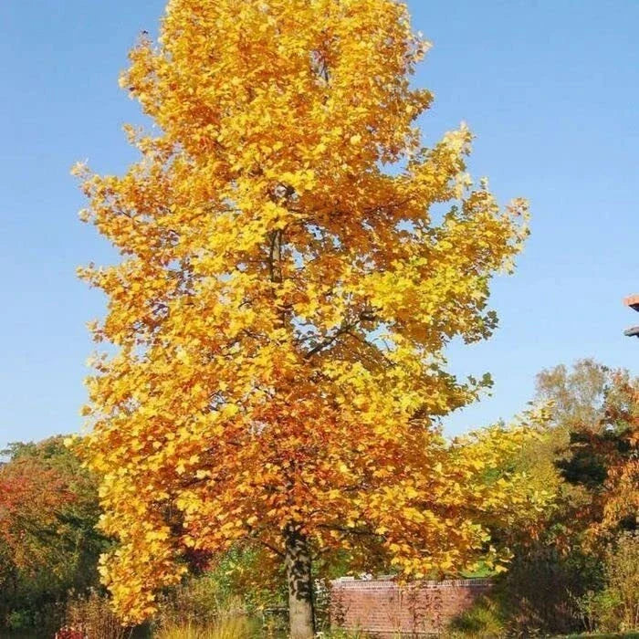 Tulip Poplar Tree Seedling | Live Tree for Planting | Liriodendron tulipifera | Fast-Growing Shade Tree